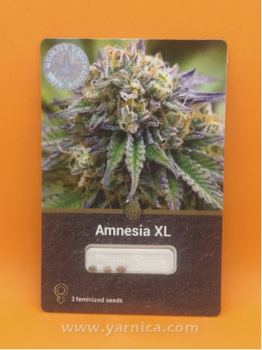 Amnesia XL (уп 3шт) Amnesia XL (уп 3шт)