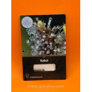 Kabul (уп 6шт)