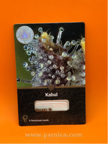 Kabul (уп 6шт) Kabul (уп 6шт)