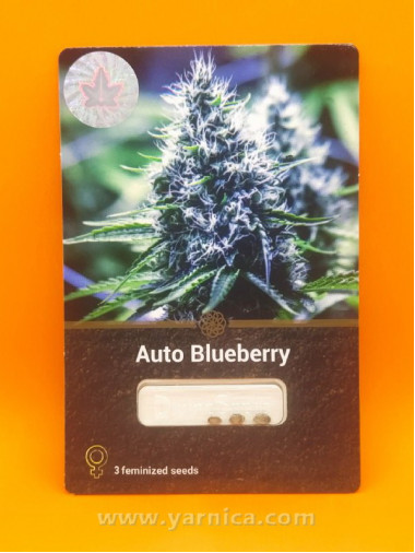 Auto Blueberry (уп 3шт) Auto Blueberry (уп 3шт)