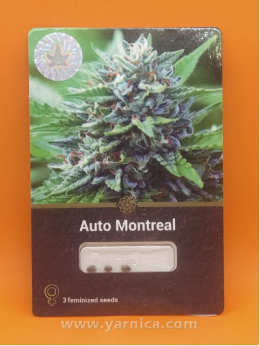 Auto Montreal (уп 3шт) Auto Montreal (уп 3шт)