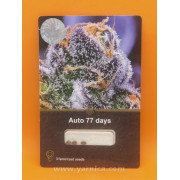 Auto 77 Days (уп 3шт)